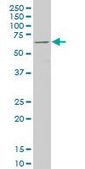 ANTI-FOXC2 antibody produced in mouse clone 4A5, purified immunoglobulin, buffered aqueous solution
