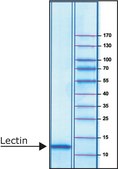 Lectin from Galanthus nivalis (snowdrop) lyophilized powder