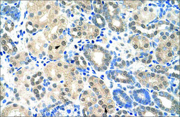 Anti-EIF2S1 antibody produced in rabbit IgG fraction of antiserum