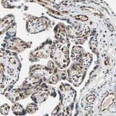 Anti-WWTR1 antibody produced in rabbit Prestige Antibodies&#174; Powered by Atlas Antibodies, affinity isolated antibody, buffered aqueous glycerol solution