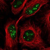 Anti-PIN4 antibody produced in rabbit Prestige Antibodies&#174; Powered by Atlas Antibodies, affinity isolated antibody, buffered aqueous glycerol solution