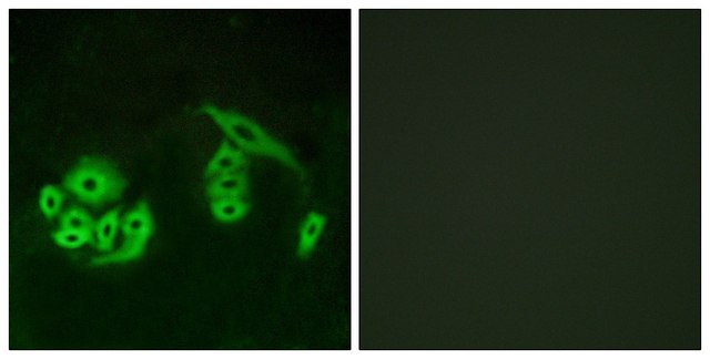 Anti-GPR12 antibody produced in rabbit affinity isolated antibody