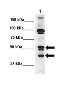 Anti-CFLAR antibody produced in rabbit IgG fraction of antiserum