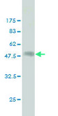 Monoclonal Anti-HLA-DPB1 antibody produced in mouse clone 2D3, ascites fluid