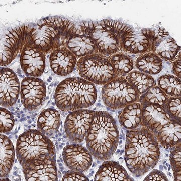 Anti-IL7 antibody produced in rabbit Prestige Antibodies&#174; Powered by Atlas Antibodies, affinity isolated antibody, buffered aqueous glycerol solution