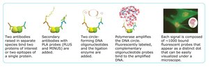 Duolink&#174; In Situ PLA&#174; Probe Anti-Rabbit PLUS Affinity purified Donkey anti-Rabbit IgG (H+L)