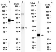 Anti-T2A Antibody, clone 5E6