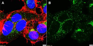 Anti-LNPEP/IRAP Antibody, clone 1G23 ZooMAb&#174; Rabbit Monoclonal recombinant, expressed in HEK 293 cells