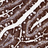 Anti-PGRMC2 antibody produced in rabbit Prestige Antibodies&#174; Powered by Atlas Antibodies, affinity isolated antibody, buffered aqueous glycerol solution