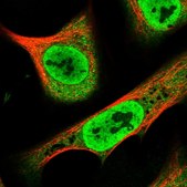 Anti-RPAP1 antibody produced in rabbit Prestige Antibodies&#174; Powered by Atlas Antibodies, affinity isolated antibody, buffered aqueous glycerol solution