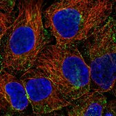 Anti-PHLPP2 antibody produced in rabbit Prestige Antibodies&#174; Powered by Atlas Antibodies, affinity isolated antibody, buffered aqueous glycerol solution
