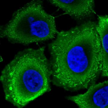 Anti-RPGRIP1L antibody produced in rabbit Prestige Antibodies&#174; Powered by Atlas Antibodies, affinity isolated antibody