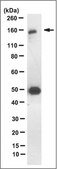 Anti-Brd4 Antibody, clone 1F11 clone 1F11, from mouse