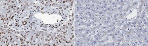Anti-Histone H3-Lys9me2 Antibody, clone 2J13 ZooMAb&#174; Rabbit Monoclonal recombinant, expressed in HEK 293 cells