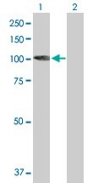 Anti-KIF3C antibody produced in mouse purified immunoglobulin, buffered aqueous solution