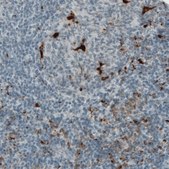 Monoclonal Anti-CD68 antibody produced in mouse Prestige Antibodies&#174; Powered by Atlas Antibodies, clone CL1338, purified immunoglobulin, buffered aqueous glycerol solution
