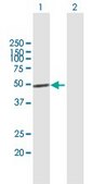 Anti-IRF1 antibody produced in mouse purified immunoglobulin, buffered aqueous solution