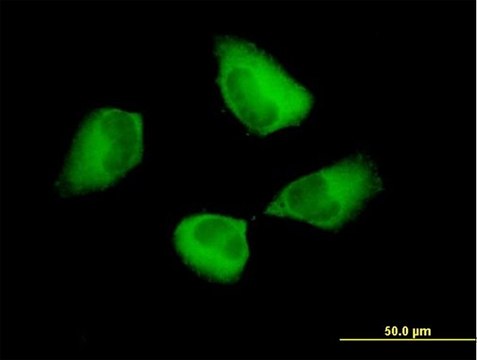 Anti-PDCD6IP antibody produced in mouse purified immunoglobulin, buffered aqueous solution