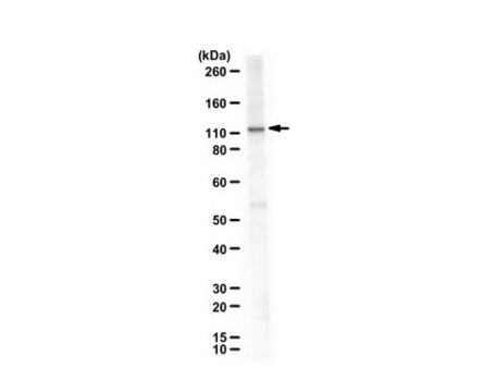 Anti-Neuropilin-2b from rabbit