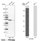 Anti-DDX39B antibody produced in rabbit Prestige Antibodies&#174; Powered by Atlas Antibodies, affinity isolated antibody