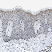 Anti-PDZK1IP1 antibody produced in rabbit Prestige Antibodies&#174; Powered by Atlas Antibodies, affinity isolated antibody, buffered aqueous glycerol solution