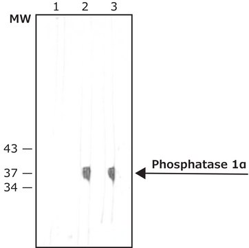 Monoclonal Anti-Protein Phosphatase 1&#945; antibody produced in mouse clone PPI-377, ascites fluid