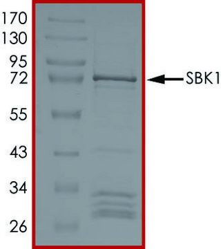 SBK1, Active PRECISIO&#174; Kinase, recombinant