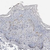 Anti-PLN antibody produced in rabbit Prestige Antibodies&#174; Powered by Atlas Antibodies, affinity isolated antibody, buffered aqueous glycerol solution