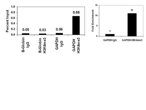 ChIPAb+ Trimethyl-Histone H3 (Lys4) - ChIP Validated Antibody and Primer Set clone CMA304, from mouse, purified by using protein G