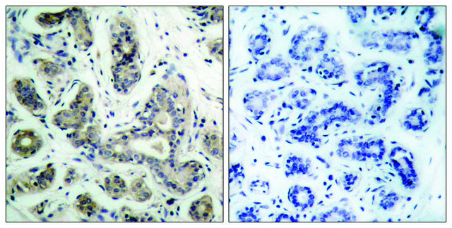 Anti-PDK1 antibody produced in rabbit affinity isolated antibody