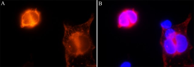 Anti-CRISPR/Cas9 antibody, Mouse monoclonal clone 7A9-3A3, purified from hybridoma cell culture