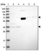 Anti-THEMIS2 antibody produced in rabbit Prestige Antibodies&#174; Powered by Atlas Antibodies, affinity isolated antibody, buffered aqueous glycerol solution, ab2