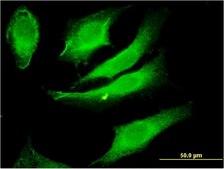 Monoclonal Anti-PACSIN2 antibody produced in mouse clone 3D6, purified immunoglobulin, buffered aqueous solution