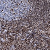 Anti-CELF2 antibody produced in rabbit Prestige Antibodies&#174; Powered by Atlas Antibodies, affinity isolated antibody, buffered aqueous glycerol solution