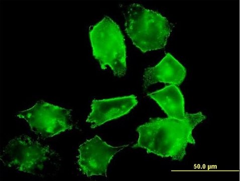 Anti-CD55 antibody produced in mouse purified immunoglobulin, buffered aqueous solution