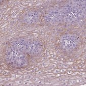 Anti-SBSN antibody produced in rabbit Prestige Antibodies&#174; Powered by Atlas Antibodies, affinity isolated antibody, buffered aqueous glycerol solution