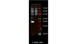 Anti-MT-ATP6 Antibody, clone 1G7-1G2 clone 1G7-1G2, from mouse