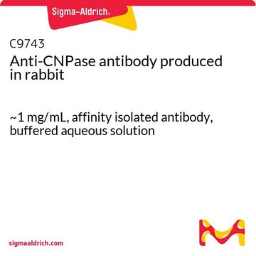 Anti-CNPase antibody produced in rabbit ~1&#160;mg/mL, affinity isolated antibody, buffered aqueous solution