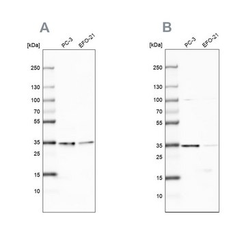 Anti-DNAJC9 antibody produced in rabbit Prestige Antibodies&#174; Powered by Atlas Antibodies, affinity isolated antibody, buffered aqueous glycerol solution
