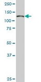 Monoclonal Anti-NUP133, (C-terminal) antibody produced in mouse clone 4F6, purified immunoglobulin, buffered aqueous solution