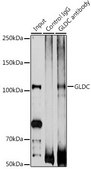 Anti-GLDC antibody produced in rabbit