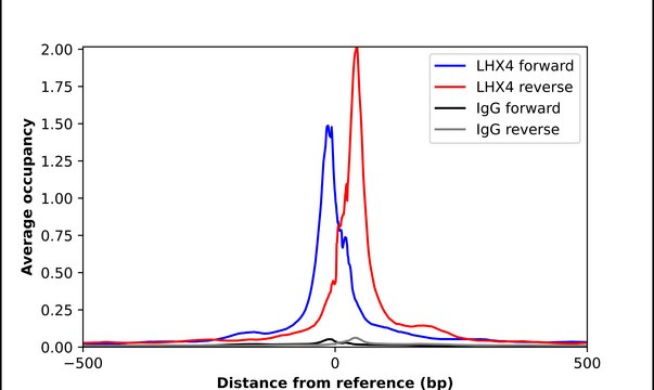 Anti-LHX4 antibody produced in rabbit Prestige Antibodies&#174; Powered by Atlas Antibodies, affinity isolated antibody