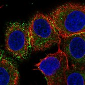 Anti-VTCN1 antibody produced in rabbit Prestige Antibodies&#174; Powered by Atlas Antibodies, affinity isolated antibody, buffered aqueous glycerol solution