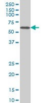 Monoclonal Anti-CACNB2 antibody produced in mouse clone 6C1, purified immunoglobulin, buffered aqueous solution