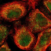 Anti-MLLT3 antibody produced in rabbit Prestige Antibodies&#174; Powered by Atlas Antibodies, affinity isolated antibody, buffered aqueous glycerol solution