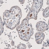 Monoclonal Anti-FCGRT antibody produced in mouse Prestige Antibodies&#174; Powered by Atlas Antibodies, clone CL3638, purified immunoglobulin, buffered aqueous glycerol solution