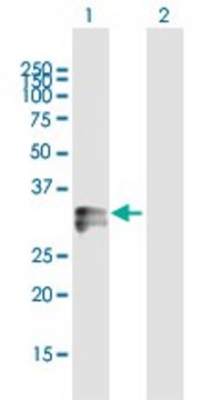 Anti-HLA-DRA antibody produced in mouse purified immunoglobulin, buffered aqueous solution