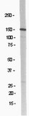 Anti-NR2B Antibody Upstate&#174;, from rabbit