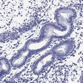 Anti-PIWIL1 antibody produced in rabbit Prestige Antibodies&#174; Powered by Atlas Antibodies, affinity isolated antibody, buffered aqueous glycerol solution