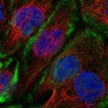 Anti-CDC42EP1 antibody produced in rabbit Prestige Antibodies&#174; Powered by Atlas Antibodies, affinity isolated antibody, buffered aqueous glycerol solution